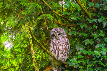 Fototapeta premium 2023-12-31 A ADULT BARD OWL PERCHED IN A TREE WITH IVY AND TREES IN THE BACKGROUND IN PIONEER PARK ON MERCER ISLAND WASHINGTON