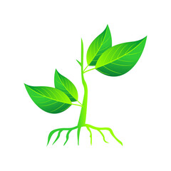 Fototapeta premium plant icon