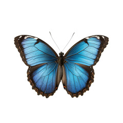 Obraz premium Stunning Blue Butterfly with Exquisite Details and Vibrant Colors Against a Solid Black Background