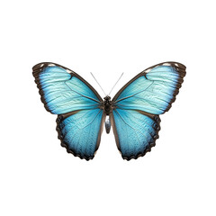 Obraz premium Mesmerizing Blue Butterfly With Vibrant Wings Captivating Nature's Beauty, Perfectly Displaying Color and Grace.