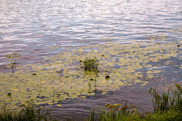 Close-up of reeds and water lilies along the riverbank, a quiet summer evening in nature