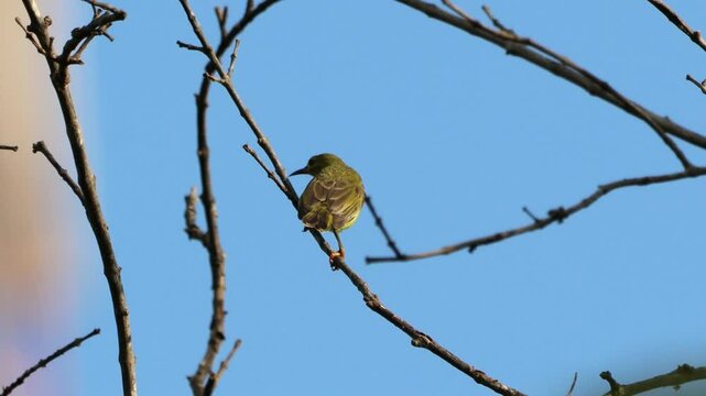a pleci bird was perched on a tree branch