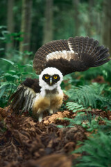 An owl with yellow eyes spreading its wings in a forest
