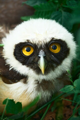 An owl with yellow eyes and a white face nestled among green leaves