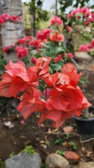 Red flower in the garden