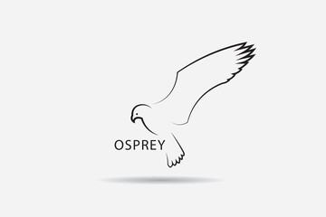 Osprey logo design, flying osprey bird logo design, flying bird.