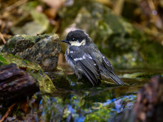 森の中の暗い水場で水浴びしているヒガラ