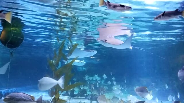 Stingray and fished underwater in an aquarium surrounded by sunlight, with rippling waves and reflections creating a serene oceanic scene