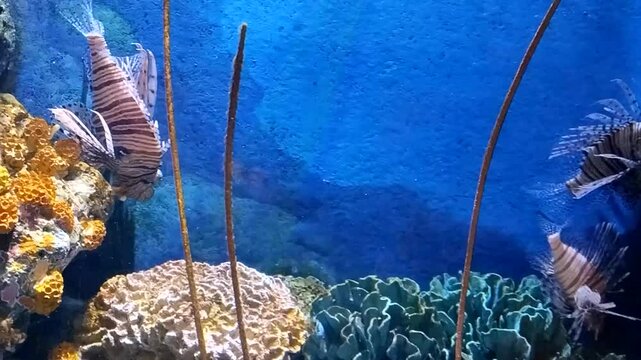 Colorful tropical fish swim among vibrant coral in a serene underwater world