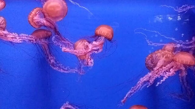 Glowing Jellyfish Swimming Underwater in a Dark Aquarium