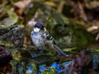 Naklejka premium 森の中の暗い水場で水浴びしているヒガラ