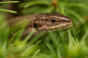 viviparous lizard, or common lizard, Zootoca vivipara, Lacerta vivipara, lizard, reptile, macro, eye, closeup, head, close-up, portrait, green, background