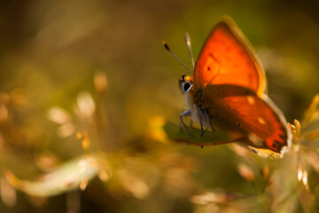 red butterfly, red butterfly, blurry evil, lycaena dispar, macro, photo, side view