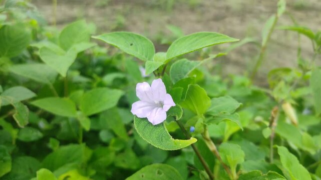 Purple Ruellia prostrata flowers in sunlight and forest background