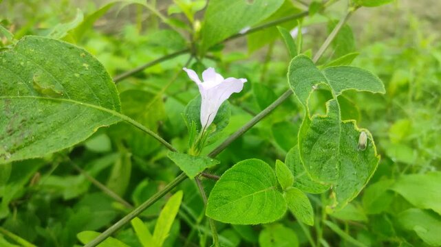 Purple Ruellia prostrata flowers in sunlight and forest background
