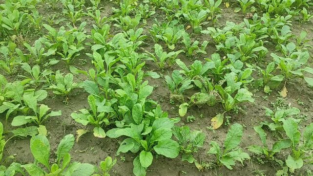 Young radish sprouts grow in the garden bed. Radish seedlings in the garden. Green radish leaves. Close-up. Selective focus.