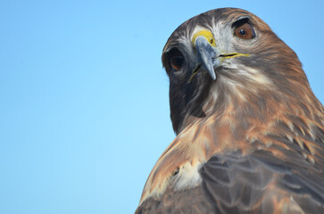Red tailed hawk with head turned to the side in a puzzled expression looking at you with a blue background