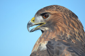 Red tailed hawk with head portrait with serious expression with mouth open with blue background