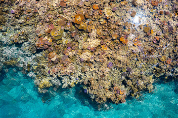 Aerial view of of healthy pristine colorful coral reef