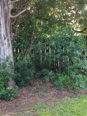 Fototapeta premium Scenic backyard view