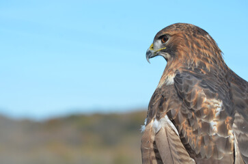 Red tailed hawk with head turned away with mountains in the background and blue sky