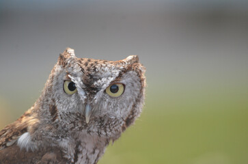 Brown Screech Owl Close up looking at camera with green field background