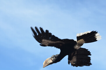 Silvery Cheeked Hornbill flying with blue sky background