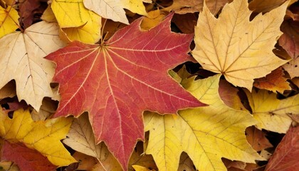 Fototapeta premium Autumns vibrant palette in a pile of fallen leaves