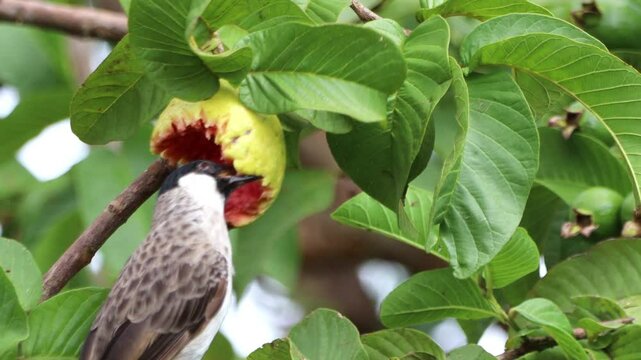 finches are eating guava fruit