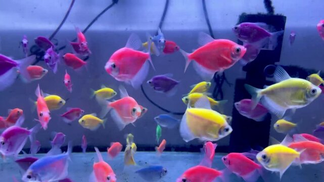 The glowfish swimming in the aquarium are very nice and have a variety of colors.