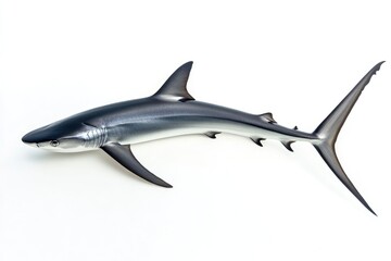 Fototapeta premium Blue Shark with Grey Fins and a White Underbelly