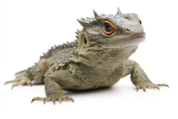 Obraz premium A Spiny-Tailed Lizard With Orange Eyes