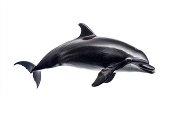 Obraz premium Black and White Dolphin Leaping Out of the Water