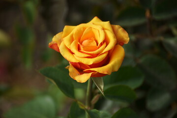 yellow rose on green background