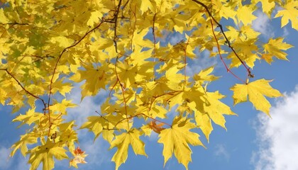 Obraz premium Autumns golden embrace against a clear sky