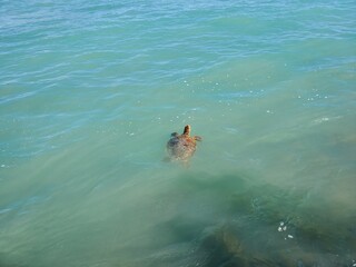 Sea Turtle Swimming Above The Water