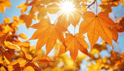  Autumns golden glow a sunlit symphony of leaves