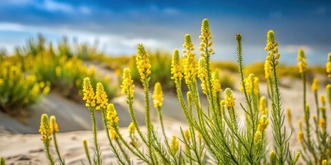 Yellow weld flowers standing out in the dunes, Reseda luteola, Yellow, weld flowers, dunes, Reseda luteola, nature