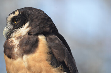 Close up of Spectacled Owl looking into to left side portrait