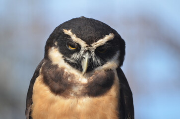 Close up of Spectacled Owl looking into camera portrait