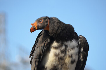 Endangered American Californian Condor perched close up looking to the side