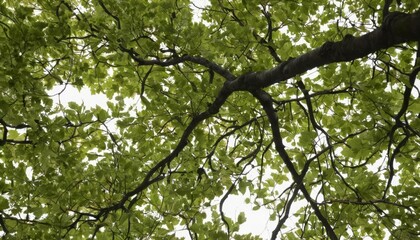 Fototapeta premium Vibrant tree branch with lush green leaves