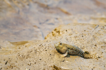 Mudskipper crawling out of its burrow on mud flats searching food. This species of mudskipper is known as blue spotted mudskipper or Boleophthalmus boddarti which is amphibian fish in india.