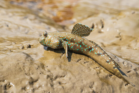 Mudskipper crawling on mud flats searching food. This species of mudskipper is known as blue spotted mudskipper or Boleophthalmus boddarti which is amphibian fish in india.	