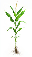 Fototapeta premium Corn plant isolated on a white background for garden design.