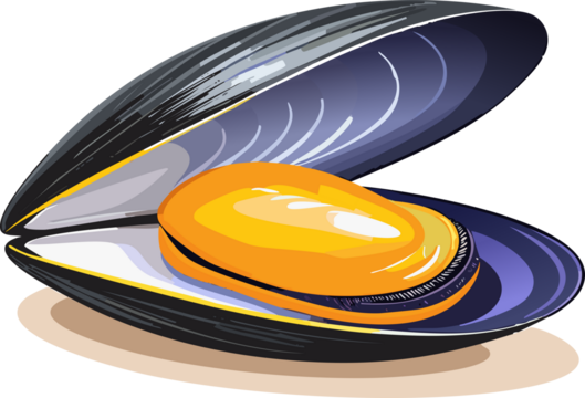 Mussels in illustration