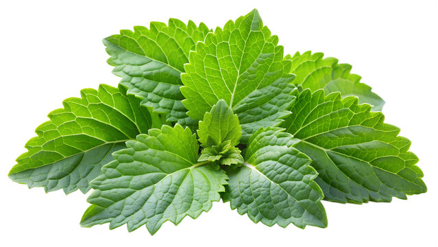 Green and Fresh patchouli leaves on a transparent background