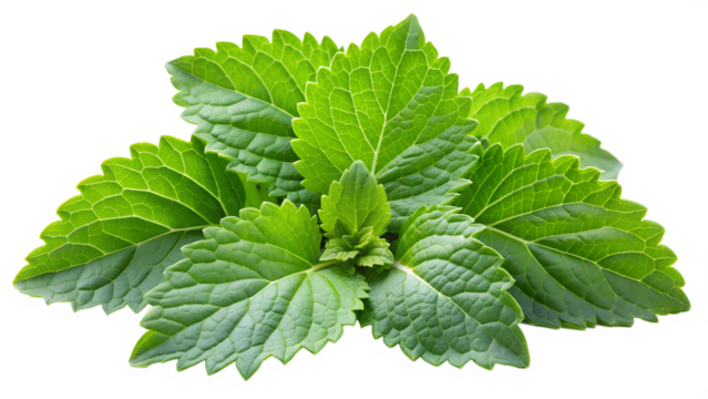 Green and Fresh patchouli leaves on a transparent background