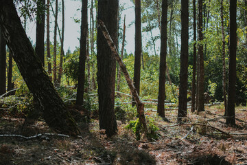 a large forest with pine and birch trees where was a storm and some trees were damaged and broken