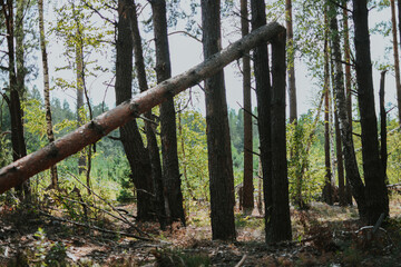 a large forest with pine and birch trees where was a storm and some trees were damaged and broken